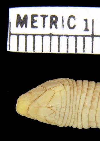 Media type: image; Herpetology R-42866